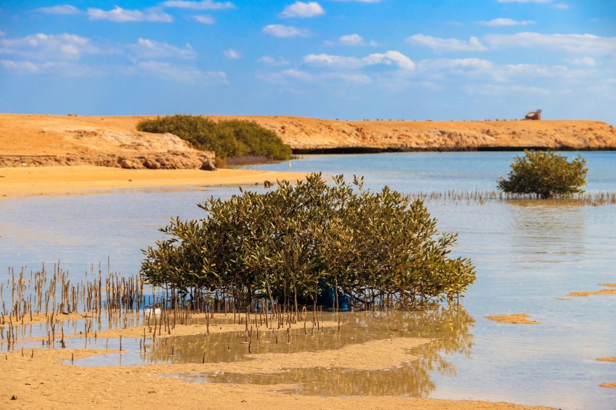 Ras Mohammed National Park by Bus